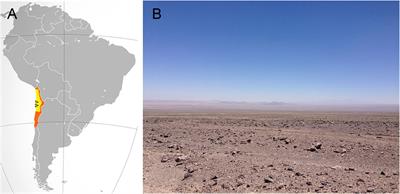 The Hyperarid Core of the Atacama Desert, an Extremely Dry and Carbon Deprived Habitat of Potential Interest for the Field of Carbon Science